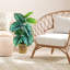 30'' Faux Prayer Plant in Wicker/Rattan Basket