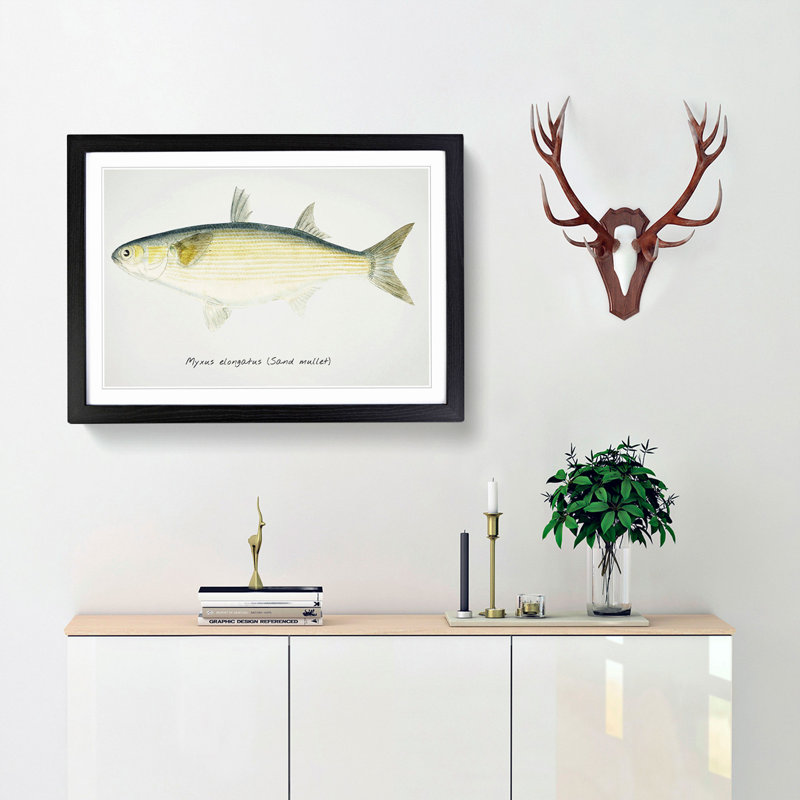 Illustration of a Sand Mullet Fish by F.E. Clarke - Picture Frame Painting Print, 36cm H x 48cm W x 2cm D, Black Framed