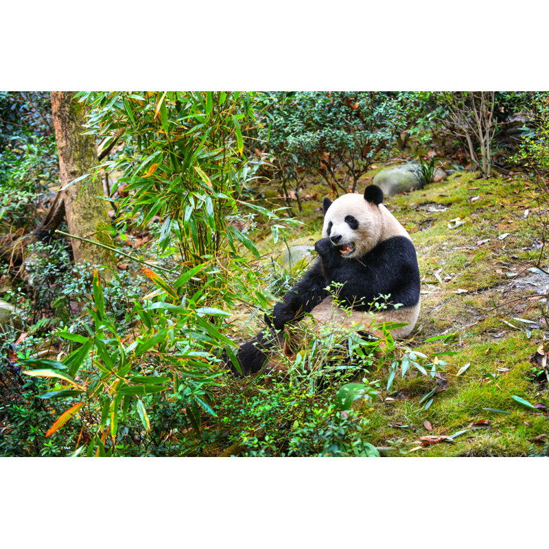 Emhouse Giant Panda Eating Bamboo - Wrapped Canvas Print, 61cm H x 91cm W x 3.8cm D