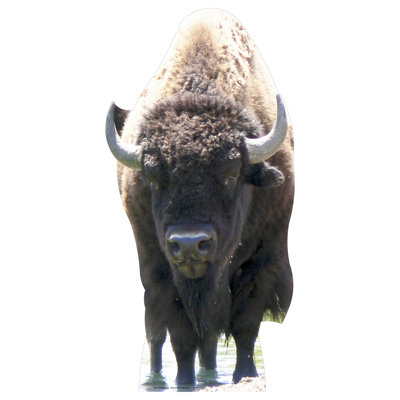 Buffalo Cardboard Standup