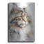«Maine Coon Cat» par Petals Prints Design «Maine Coon Cat» par Petals Prints Design-101657610
