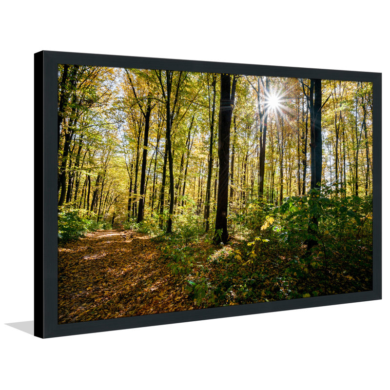 « forest trees », reproduction de photo encadrée, H 27,5 po x l 39,5 po x P 0,75 po