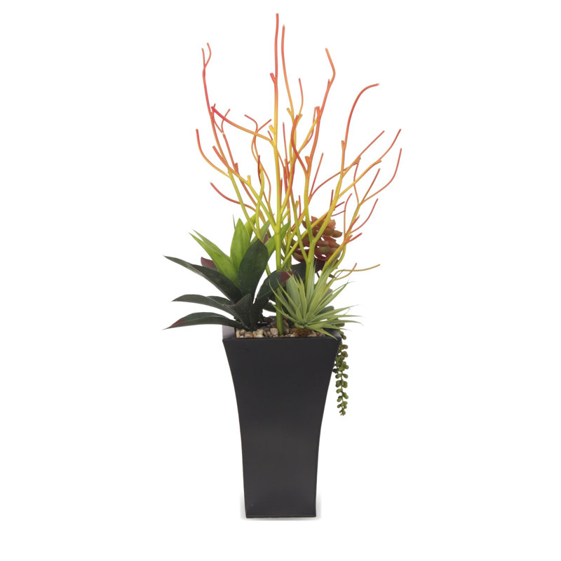 Plante grasse en pot