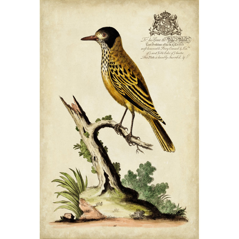 Regal Birds IV 1 Piece Wrapped Canvas Wall Art, 76cm H x 51cm W x 3.8cm D