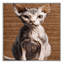  Tapis lavable Minskin-466497613