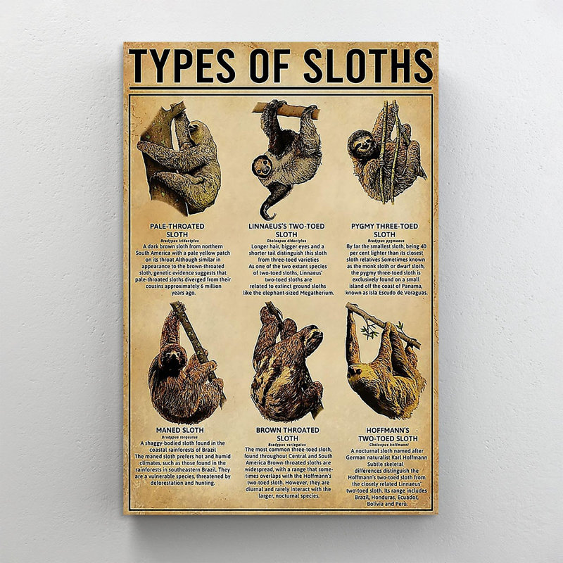«Sloth Types Of Sloths», reproduction d'art graphique sur toile tendue, H 14 po x l 11 po x P 1,25 po