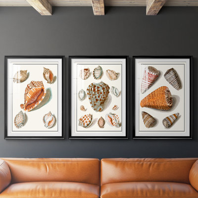 Collected Shells VII -Custom Framed Premium Print W Matt - 3 Pieces