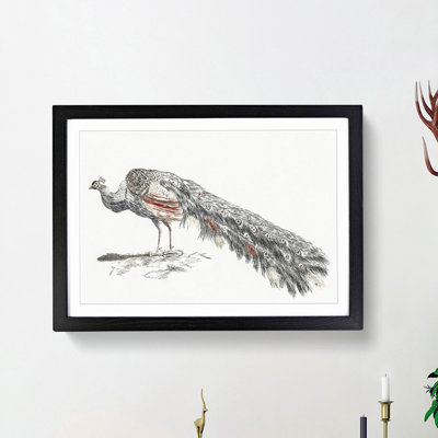 Illustration of a Peacock by Johan Teyler - Picture Frame Painting Print