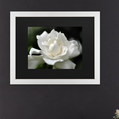 " Lovely Gardenia " by Kurt Shaffer