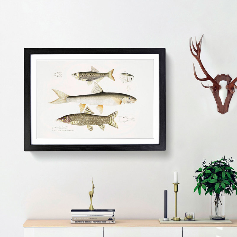 Carp and Loach Fish Illustrations by John Edward Gray - Picture Frame Graphic Art Print, 36cm H x 48cm W x 2cm D
