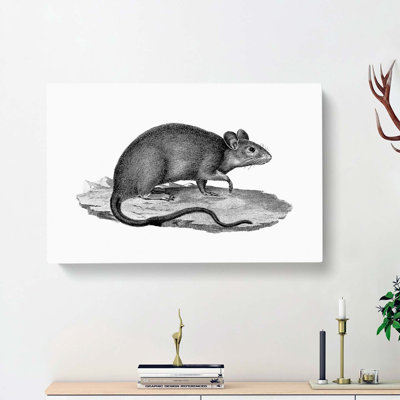 Rat Illustration - Wrapped Canvas Drawing - Wrapped Canvas