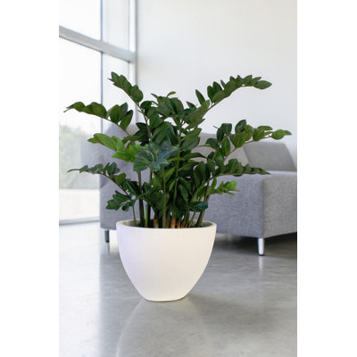 ZZ Plant in Oval Fiberstone Planter