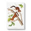 Soft-haired Squirrels by J.W. Audubon - Wrapped Canvas-55340548