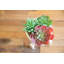 Succulent dans un pot-29552761