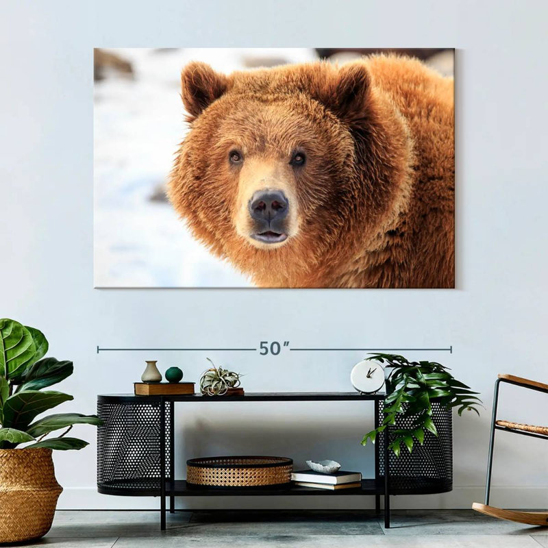Regard d'ours grizzly, H 34 po x l 51 po