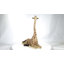 Bébé girafe allongée