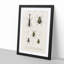 Beetle Illustrations PL.9 by Charles D'Orbigny - Single Picture Frame Print-55544056-55544057