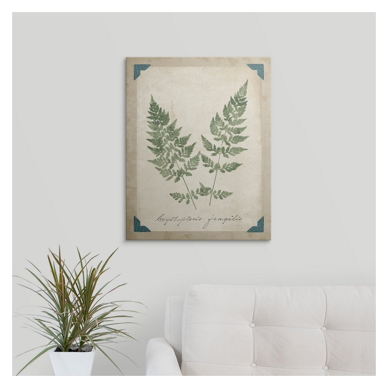 «Vintage Ferns VII», impression, H 48 po x l 38 po x P 1,5 po, Toile