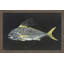 " Roosterfish " by Warren Sellers-19067484-40536341
