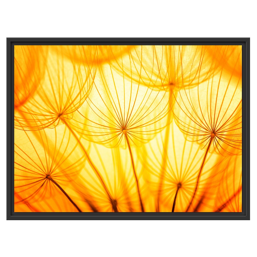 Gerahmtes Wandbild Pusteblumen oranges Licht