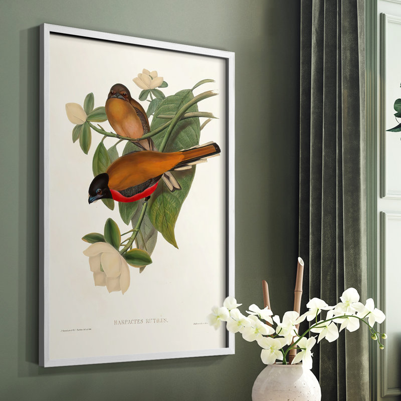 Impression encadrée Elegant Trogons VIII - bois massif, Cadre simple blanc, H 20 po x l 16 po