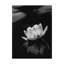 'Water Lily' Photographic Print on Wrapped Canvas-29225630