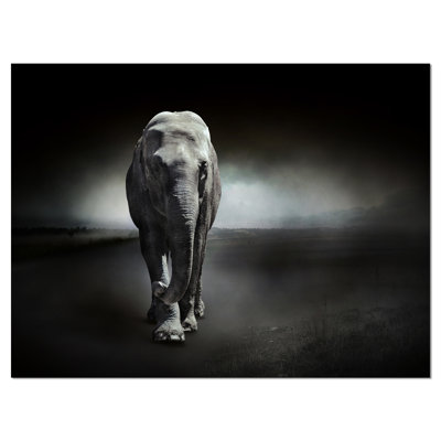 " Large Elephant On Black "
