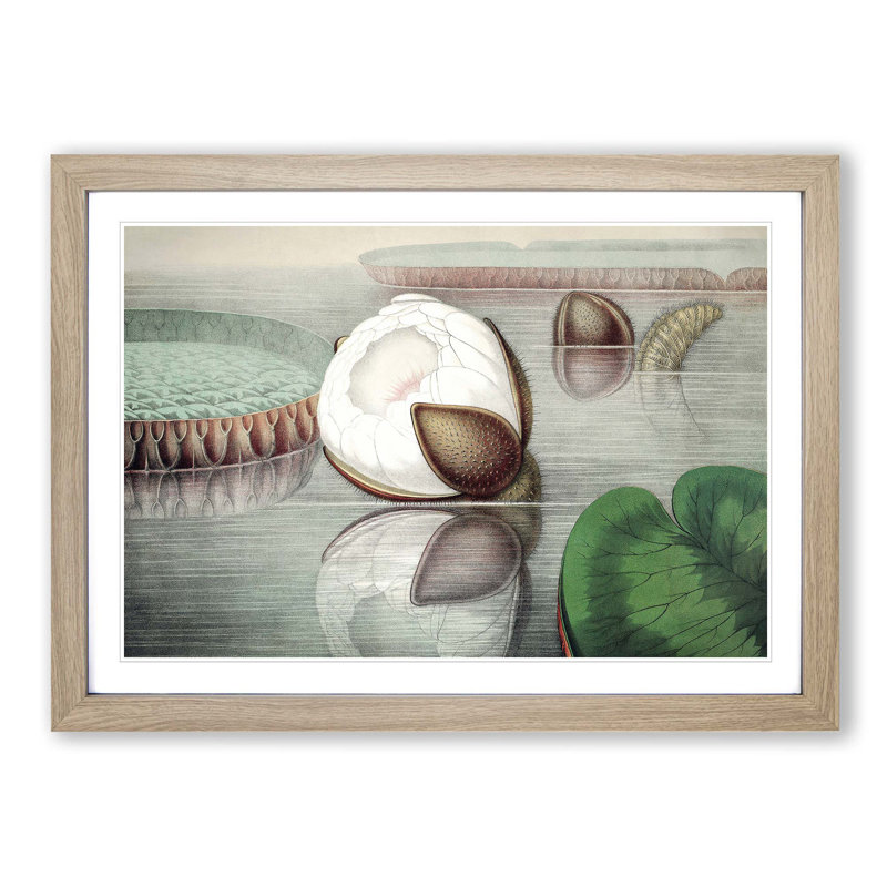 Gigantic Water Lily Opening by William Sharp - Picture Frame Painting Print, Oak Framed, 48cm H x 65cm W x 2cm D