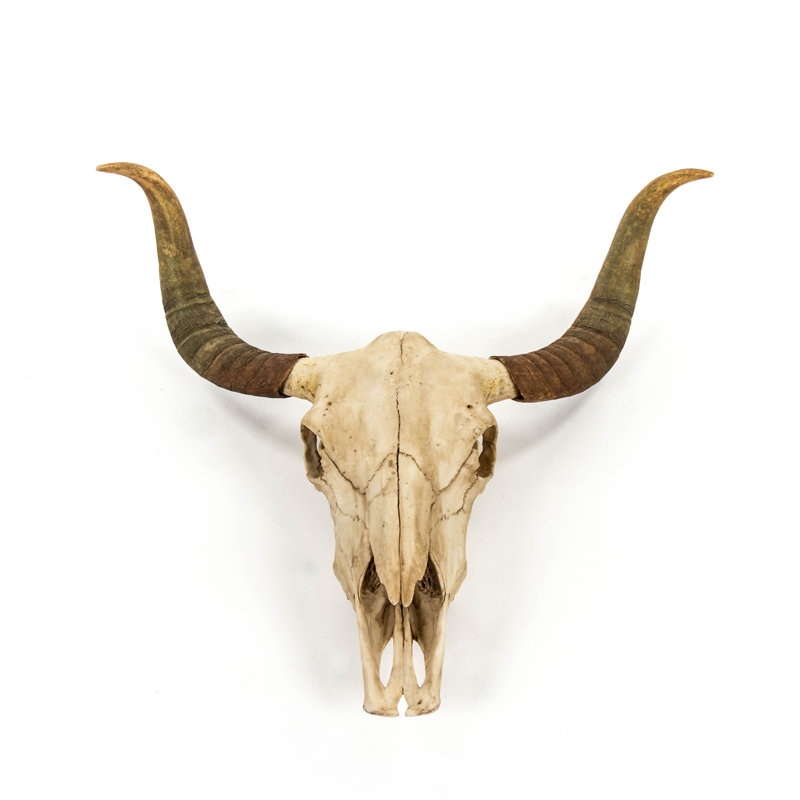 Bull Skull Handmade Resin Wall Decor