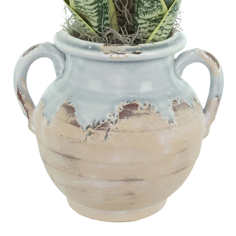 Snake Plant Arranged in Stone Vase