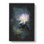 Pretty Water Lily - Wrapped Canvas-61882747