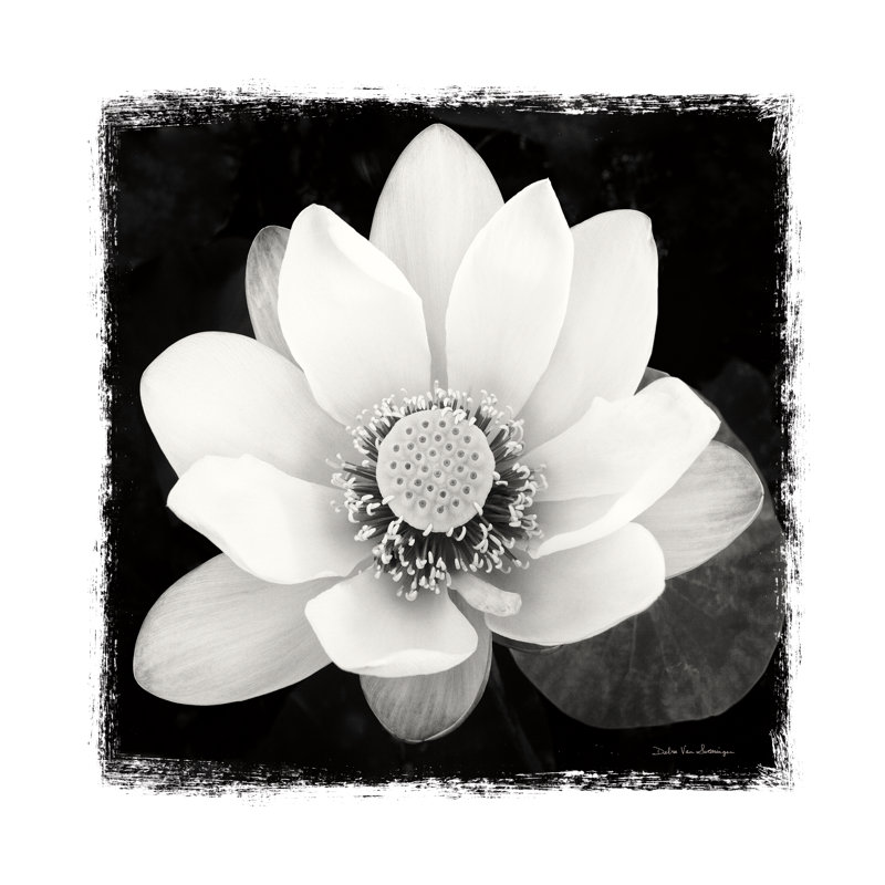 Lotus Flower II by Debra Van Swearingen - Wrapped Canvas Painting, 30cm H x 30cm W
