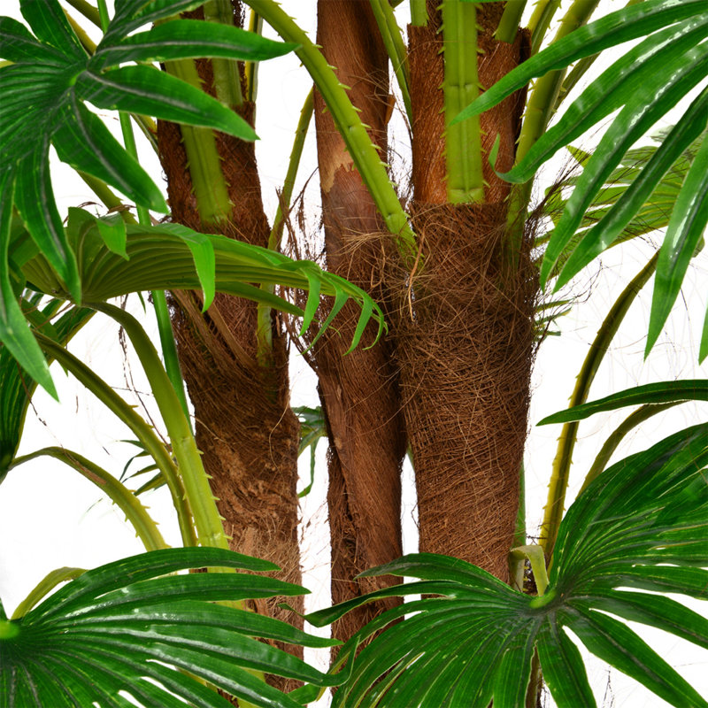 Palmier Panama 66 "Fan