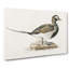 Male Long-tailed Duck by Von Wright - Wrapped Canvas-55362726