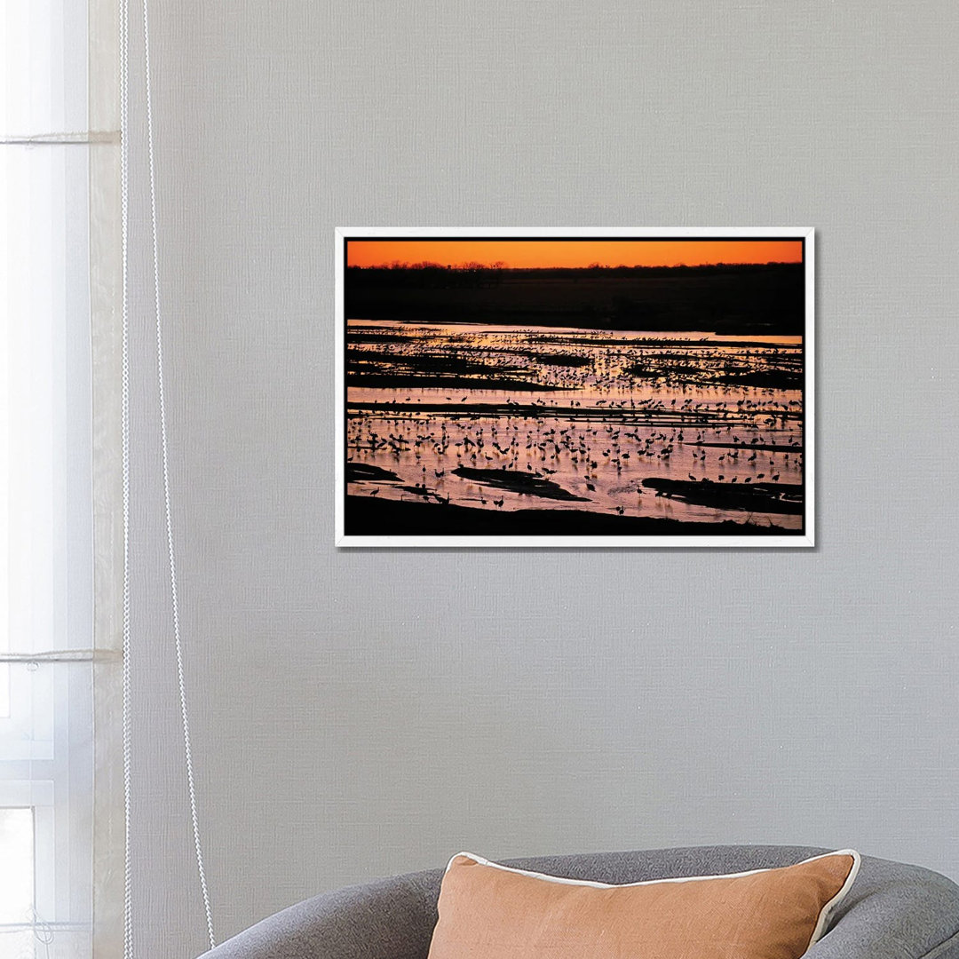 Sandhill Cranes Roost Along The Platte River Near Kearney, Nebraska by Joel Sartore - Gallery-Wrapped Canvas Giclée on Canvas