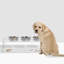 Bol à manger moyen pour chien avec bols argentés-101924959