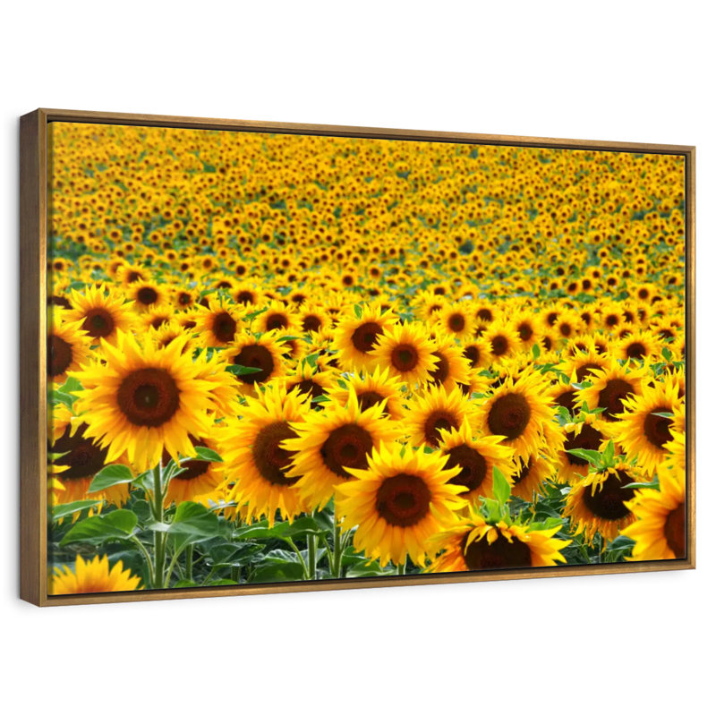 Champ de tournesols sans fin, Cadre flottant doré, 43 po x 29 po