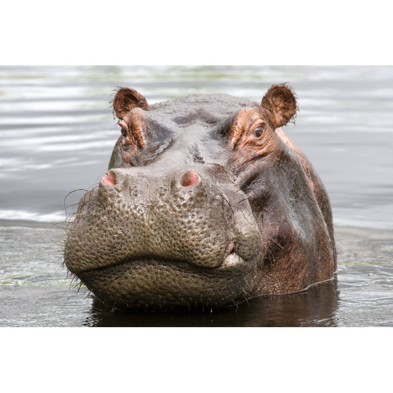 Bad Tempered Hippo by Pjmalsbury - Wrapped Canvas Print, 20cm H x 30cm W