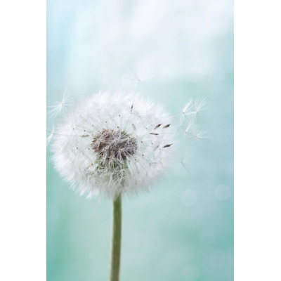 Fleur de pissenlit - photographie sur toile tendue