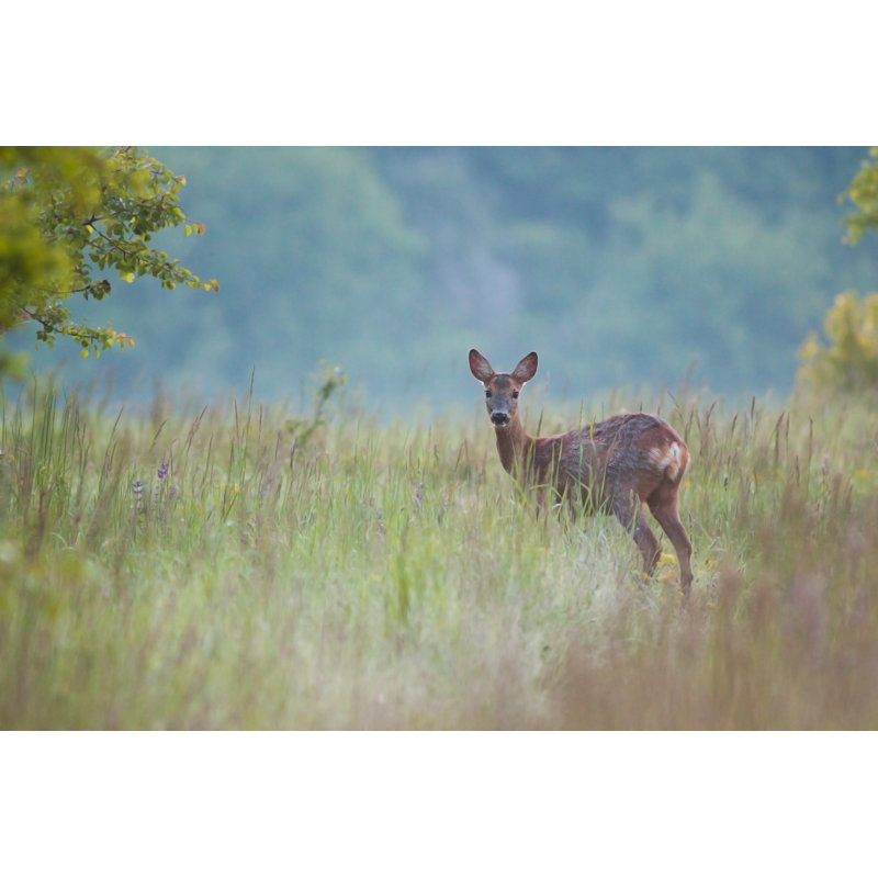 Roe Deer - Photographie sur toile tendue, H 8 po x l 12 po