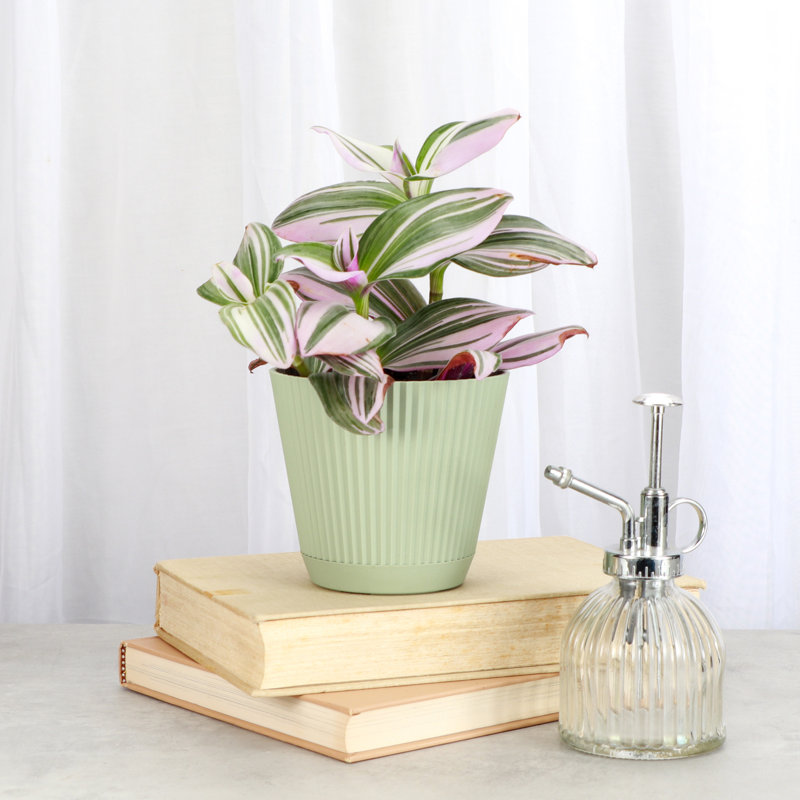 Live Tradescantia Nanouk Plant, Sage