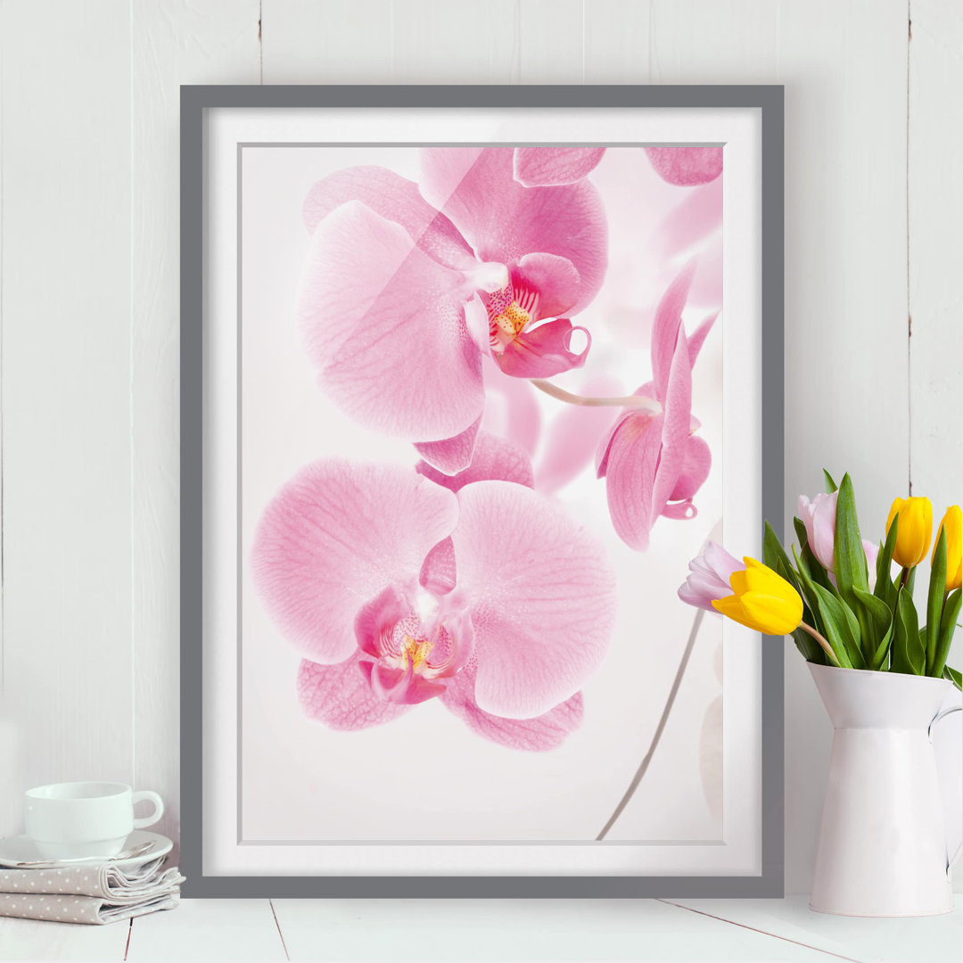 Gerahmtes Poster Delicate Orchids