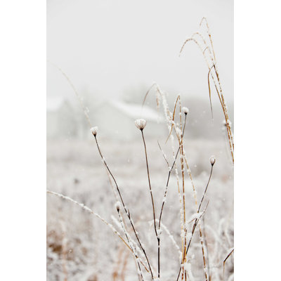 " Early Snow " by Aledanda