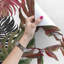 Hartell Matte Mural-2001712855