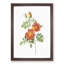 Austrian Briar Rose by Pierre-Joseph Redoute - Framed Print-55456916-55456913
