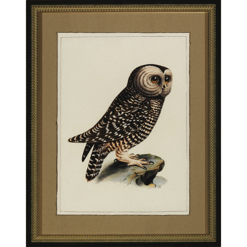 Antique Owl I Print