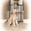Barrière en acier pour animaux MidWest Homes for Pet-1301533000-1301533001