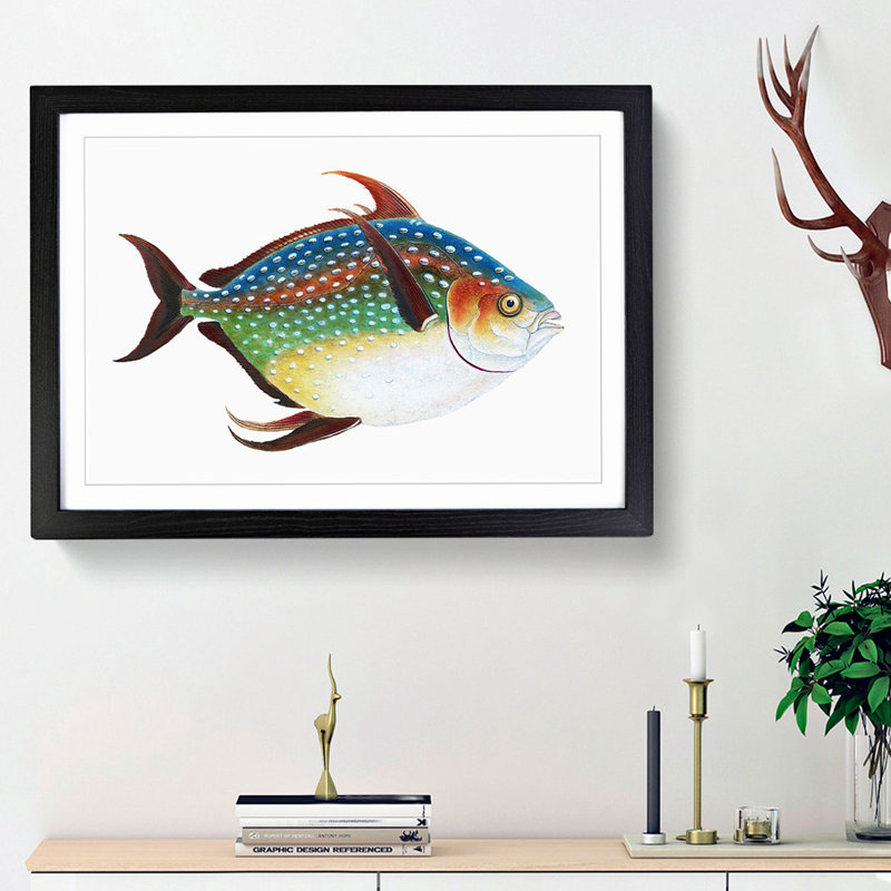 Opah Fish by Edward Donovan - Framed Print, 36cm H x 48cm W x 2cm D, Black Framed