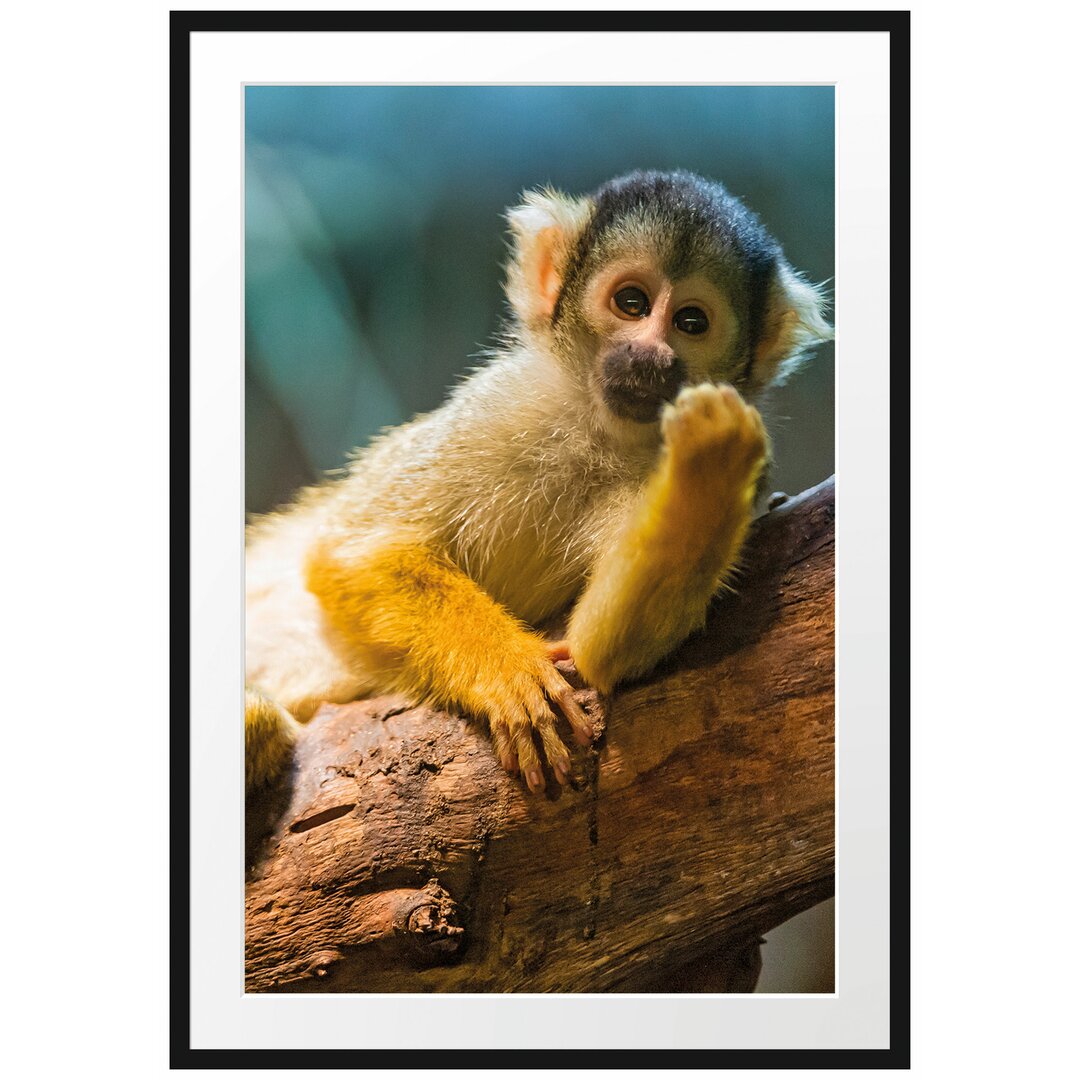 Gerahmtes Poster Kapuzineräffchen auf Baum