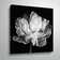 Tulipa Double Black White by Cora Niele - Photograph Print on Canvas